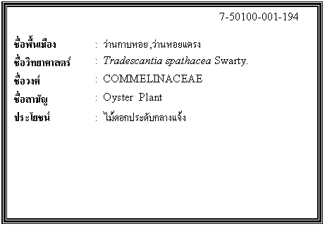 กล่องข้อความ: 7-50100-001-194 ชื่อพื้นเมือง : ว่านกาบหอย,ว่านหอยแครง ชื่อวิทยาศาสตร์ : Tradescantia spathacea Swarty. ชื่อวงศ์ : COMMELINACEAE ชื่อสามัญ : Oyster Plant ประโยชน์ : ไม้ดอกประดับกลางแจ้ง